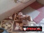 Husky  en venta