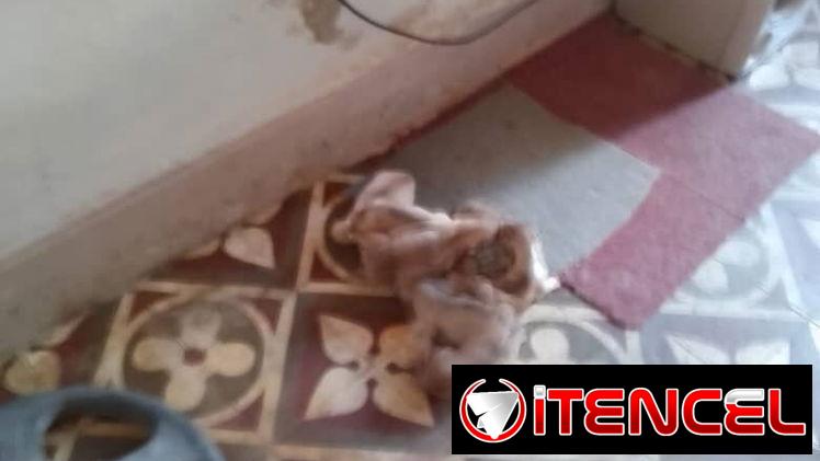 Husky  en venta
