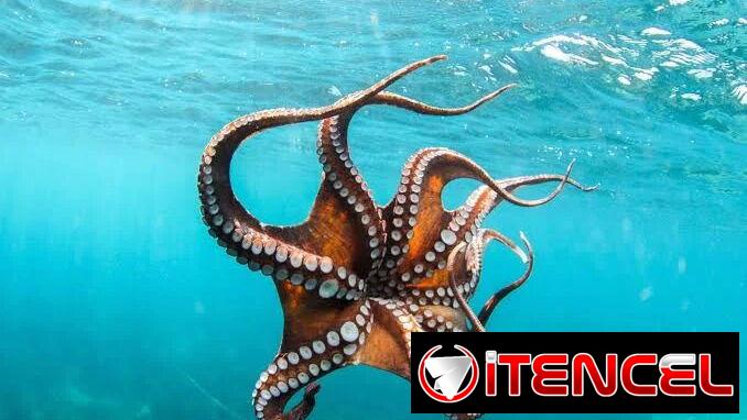 Pulpo x Lb Lea todo el anuncio antes de contactar 55665753