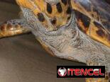 Tortuga Carey (disecada)