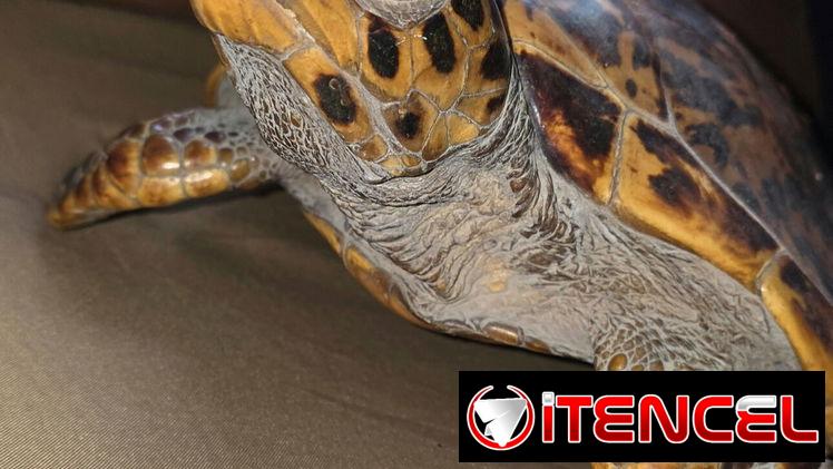 Tortuga Carey (disecada)