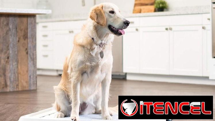 Soporte  Para Mascotas