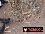 Se venden 1 gallo y 3 Gallinas Criollas