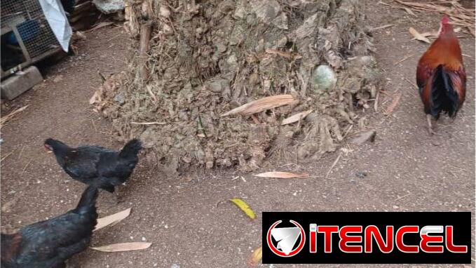 Se venden 1 gallo y 3 Gallinas Criollas