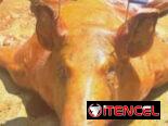 Comida🥗criolla y cerdo🐖asado con sabores 😋 exquisitos🔥listo para cualquier ocasión especial ✅️escríbenos ya!!