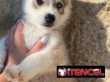 Cachorro de Huskys Siberianos