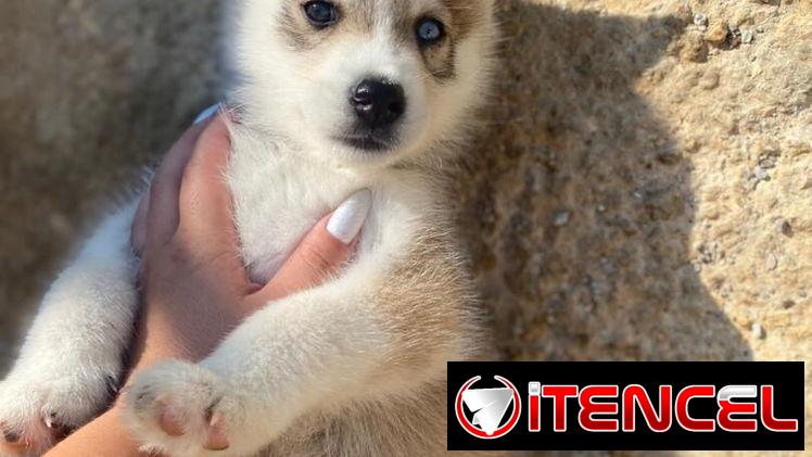 Cachorro de Huskys Siberianos