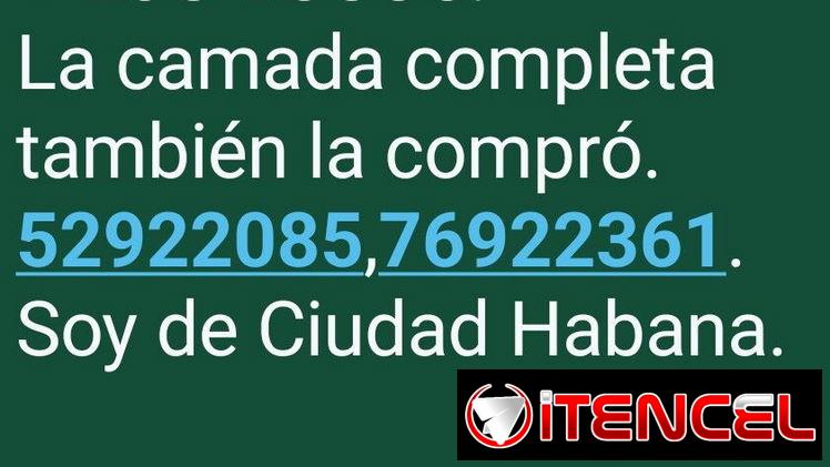 COMPRO LABRADORES,de 80 a 100 USD Y LOS BUSCO,(la camada completa también la compró,de 35 a 60 días
