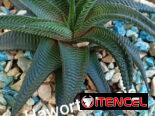 Plantas ornamentales de todo tipo