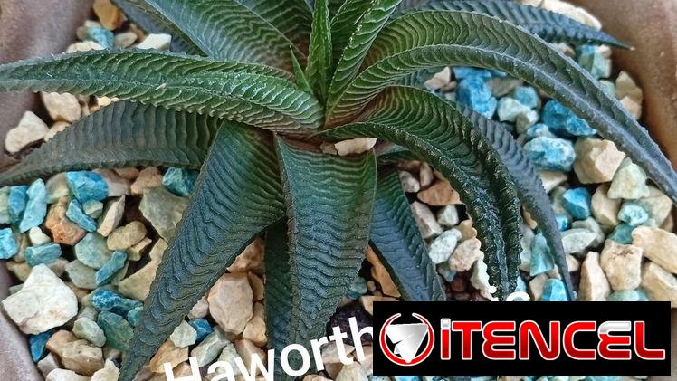 Plantas ornamentales de todo tipo