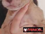 PITBULL MERLE,ambos sexos,en 200 USD o equivalente(ACEPTO TRANSFERENCIA)DOMICILIO INCLUIDO,de 60 días y desparacitados