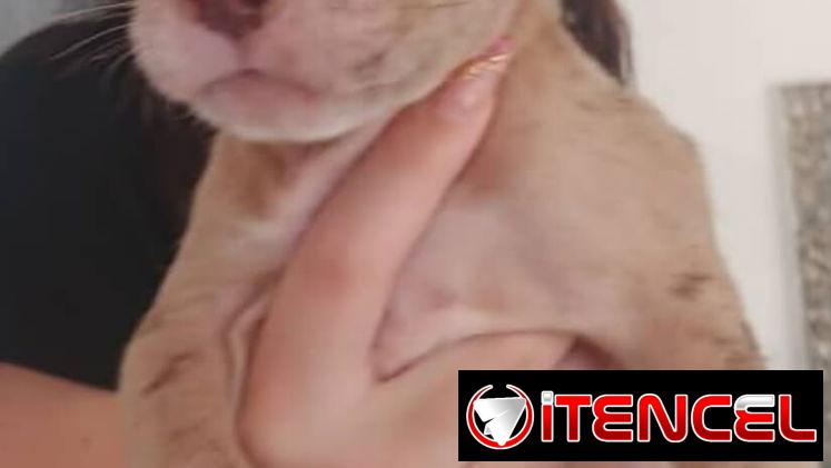 PITBULL MERLE,ambos sexos,en 200 USD o equivalente(ACEPTO TRANSFERENCIA)DOMICILIO INCLUIDO,de 60 días y desparacitados