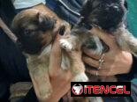 Pequines en venta hembras y varones