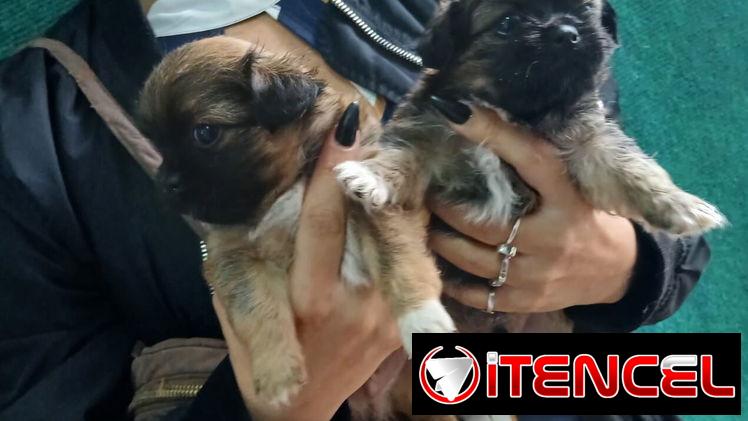 Pequines en venta hembras y varones