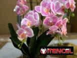 JARRONES DE ADORNOS Y FLOREROS””