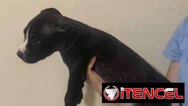 Cachorros de pitbull