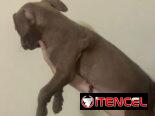 Cachorros de pitbull