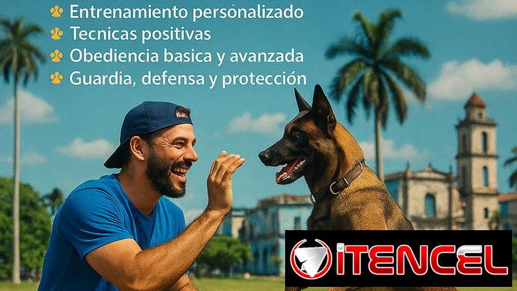 Entrenamiento canino profesional en La Habana (obediencia y guardia y defensa) +53 56074536