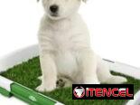 Cesped Artificial para Perros 🐕