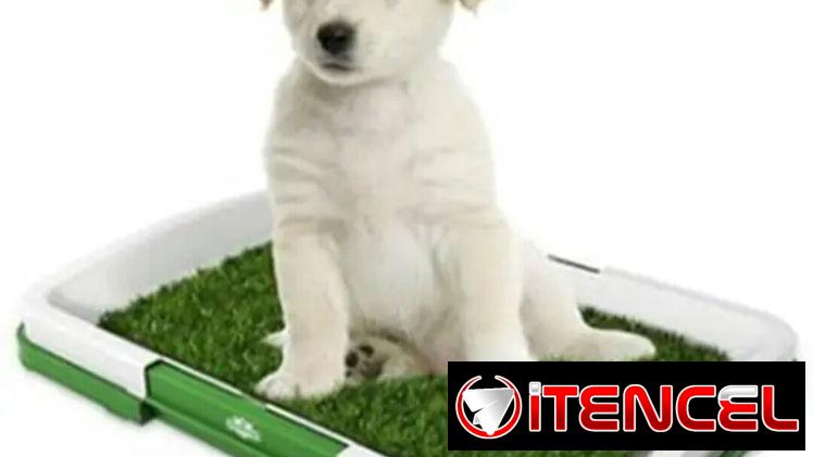 Cesped Artificial para Perros 🐕