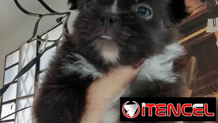 ((( SPANIEL TIBETANO MACHO BETTY MASCOTAS WHATSAPP 52506841 )))