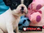 Hermosos Bulldog Francés🇫🇷🐮🐾🎁🐶