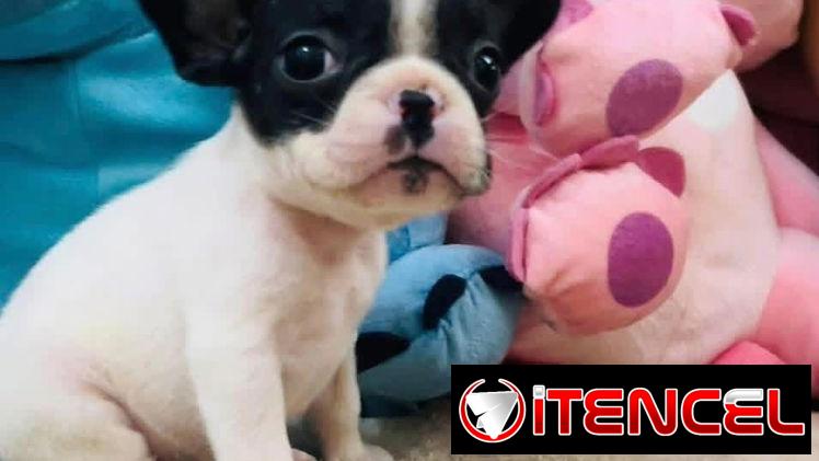 Hermosos Bulldog Francés🇫🇷🐮🐾🎁🐶