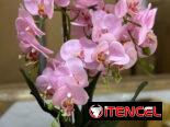 JARRONES DE ADORNOS Y FLOREROS””