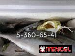 Pescado Atun de Aleta Negra