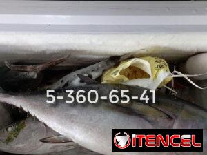 c2a2d45ed353db2a12f4fcc4b17f56a89cad272163b1709a60e797677badd5d6