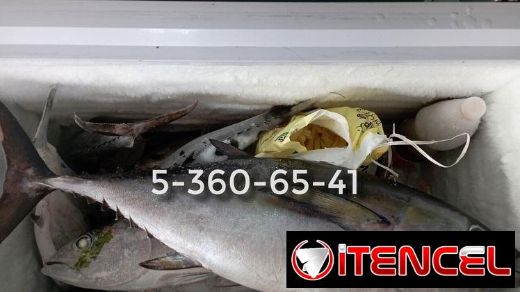 Pescado Atun de Aleta Negra