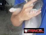 Cachorros Pitbull bully. 200 usd