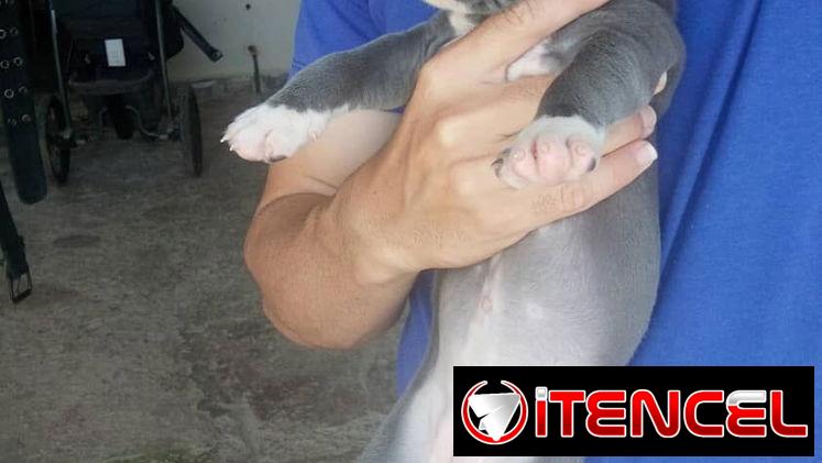 Cachorros Pitbull bully. 200 usd