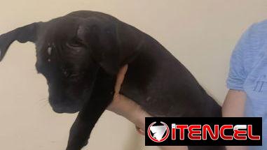 Pitbull
