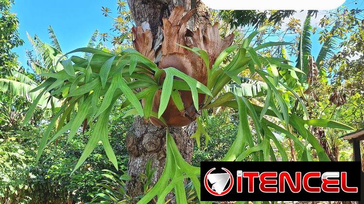 Platycerium o Platicerio