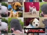 •• RAZAS DE PERROS  TALLA PEQUEÑA, MEDIANA Y GRANDE  BETTY MASCOTAS WHATSAPP 52506841 •••