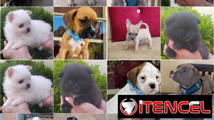 •• RAZAS DE PERROS  TALLA PEQUEÑA, MEDIANA Y GRANDE  BETTY MASCOTAS WHATSAPP 52506841 •••