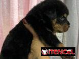 Rotwailer hembra 47 dias 300 usd