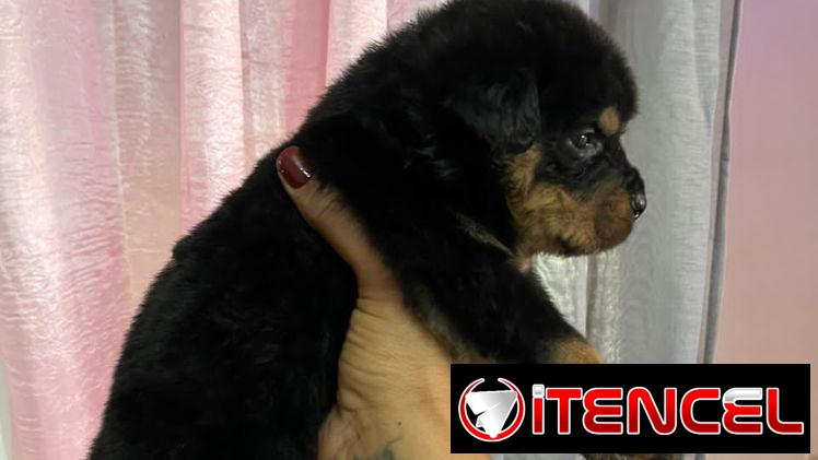 Rotwailer hembra 47 dias 300 usd