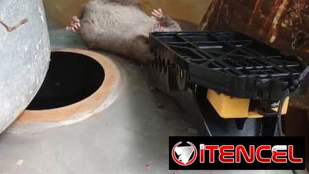Trampas para ratas grandes