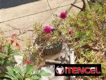 Plantas decorativas