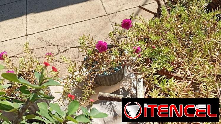 Plantas decorativas