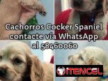 Cachorros Cocker Spaniel (Habana)