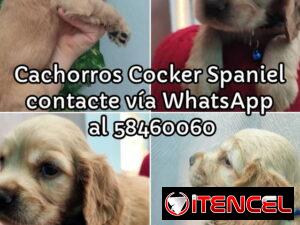 c54e9d88b98152c42b935cbe812fa30f33d46807c2c718f78d427943672c62a1