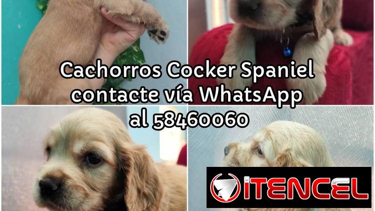 Cachorros Cocker Spaniel (Habana)