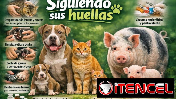 Veterinario a domicilio, veterinario de cerdos,lechones, adultos.(porcino)