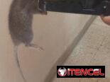 Ratoneras.