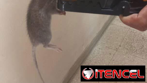Ratoneras.