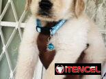 😍 HERMOSOS CACHORROS GOLDEN RETRIEVER 😍