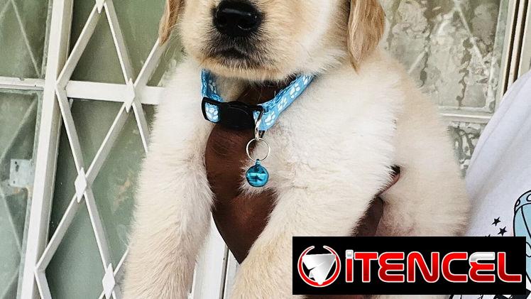😍 HERMOSOS CACHORROS GOLDEN RETRIEVER 😍
